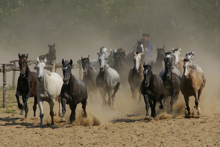 horse show 12